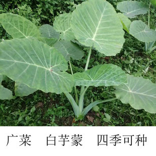 芋荷农家蔬菜专吃梗腌酸炒菜不痒喉咙 芋头芋梗 广西白芋蒙 广菜