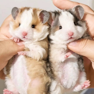 家养卷毛金丝熊绵羊卷卷纯银熊肉桂波利纹黑黄奶油面纹蜜眼线包活