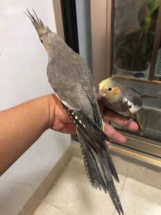 个人玩家鸟玄凤鹦鹉活体会学说话手养宠物黄化玄凤鸟活物鹦鹉活鸟