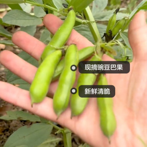 豌豆巴果新鲜现摘蔬菜豌豆