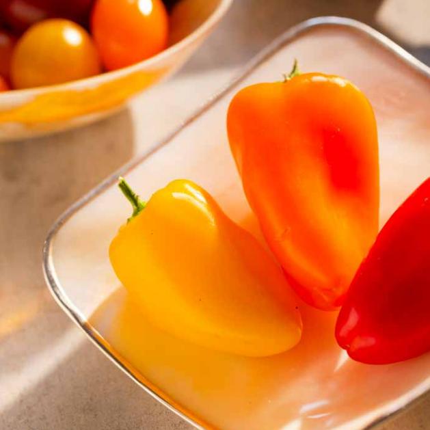 JOESAYEGH艺术餐桌西餐珍藏贝壳