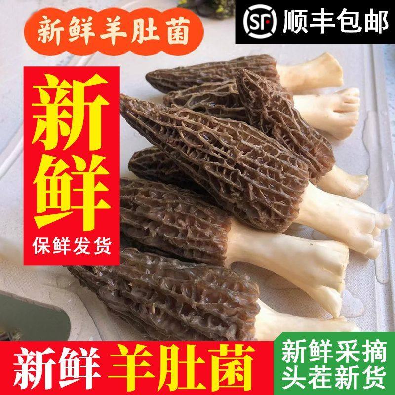 云南特色新鲜羊肚菌现摘高品质头茬菌菇孕妇营养食用煲汤顺丰包邮,粮油调味/速食/干货/烘焙,羊肚菌,淘宝优惠券,粉丝福利购,淘宝优惠卷