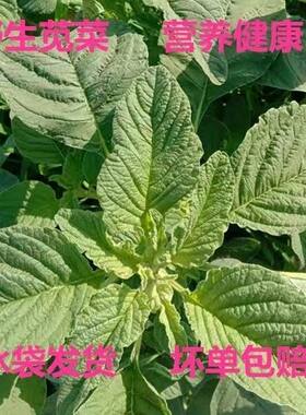 农家新鲜现摘野生苋菜玉谷叶银银菜绿苋菜年夜菜新年特色菜包邮