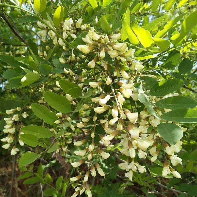 2026年正宗山区槐花洋槐当季新鲜冷冻天然野菜野生蒸菜花骨朵包邮