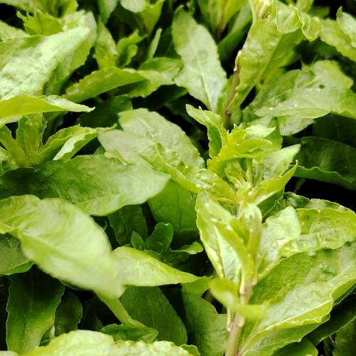河南新鲜嫩芽枸杞菜 枸杞头野菜养生菜新鲜蔬菜枸杞叶带枝条有刺