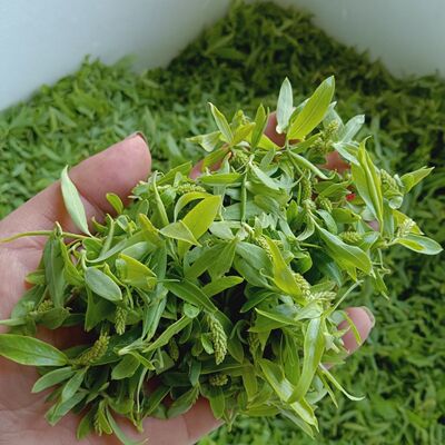 新鲜柳芽2026年新野生柳芽茶柳絮柳树芽柳花嫩柳芽尖野菜