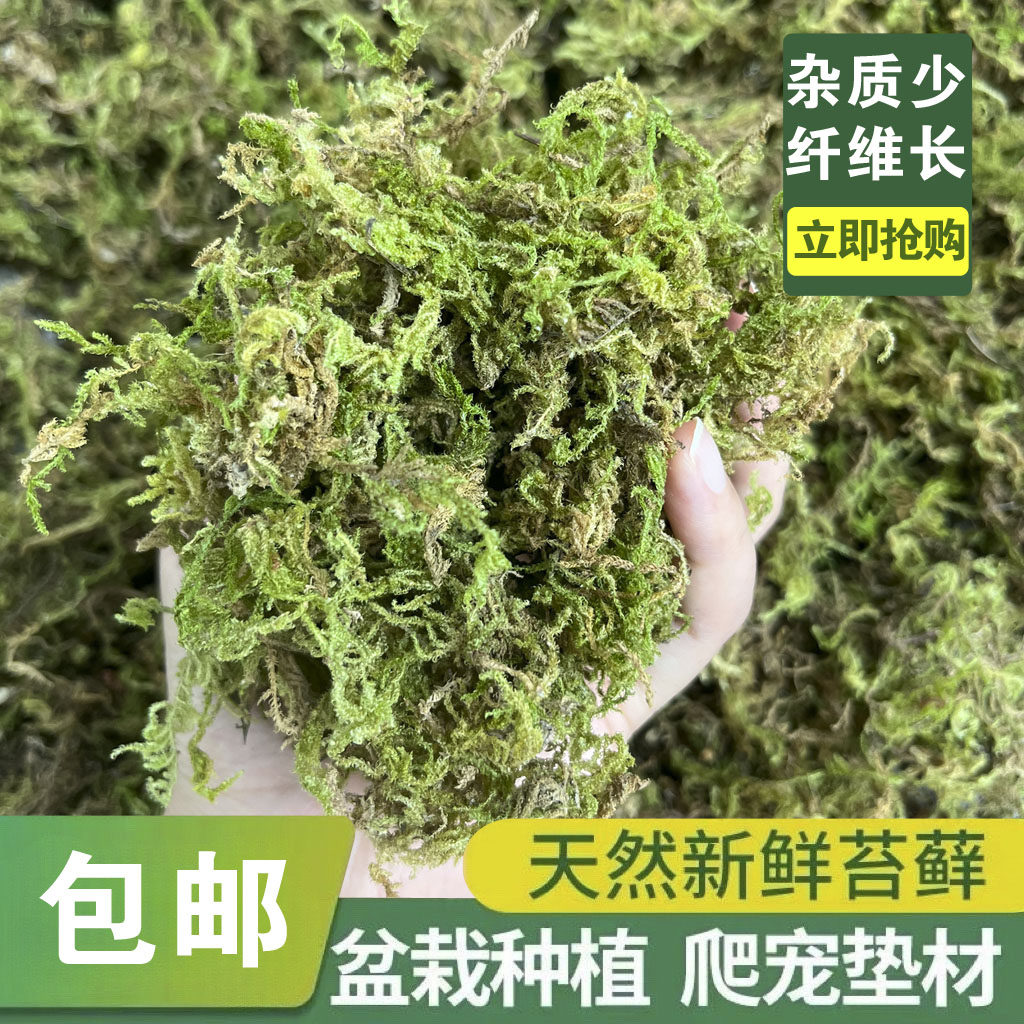 干苔藓蝴蝶兰花栽培基质水苔营养土多肉石斛种植嫁接乌龟冬眠垫材,鲜花速递/花卉仿真/绿植园艺,介质/营养土,淘宝优惠券,粉丝福利购,淘宝优惠卷
