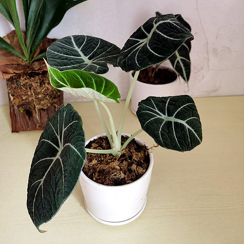 白天鹅油画质量怎么样 白天鹅油画口碑怎么样 小麦优选