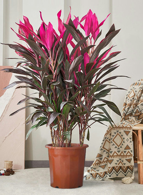 红叶株焦盆栽水培大叶紫竹富贵客厅净化空气办公喜阴绿植包邮