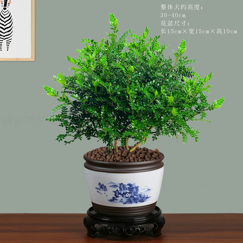 正宗清香木九里香盆栽造型盆景室内净化空气四季常青室外观叶植物,鲜花速递/花卉仿真/绿植园艺,绿植,淘宝优惠券,粉丝福利购,淘宝优惠卷