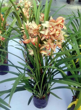 兰花类泼墨石斛兰盆栽带花日本白泼墨春秋石斛兰墨兰室内净化空气