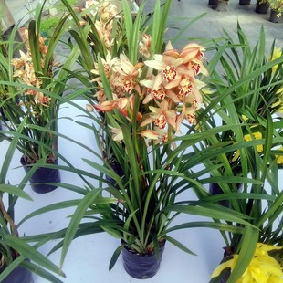 兰花类泼墨石斛兰盆栽带花日本白泼墨春秋石斛兰墨兰室内净化空气