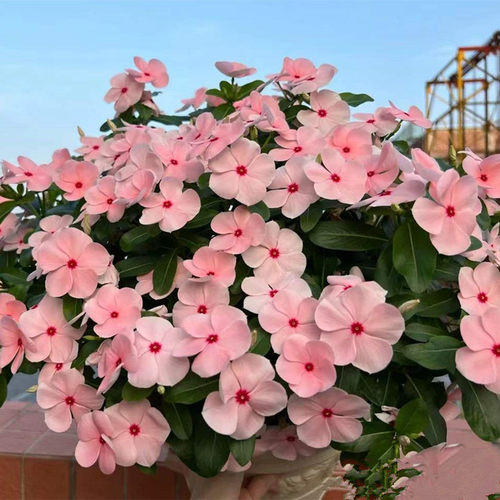 长春花日日新彦来红亚灌木植物室外花园地被绿化观花耐旱耐热