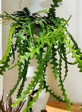 新品多肉垂吊绿植鱼骨令箭室内吊兰客厅悬挂喜阴耐旱20一15天供水