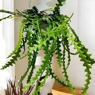 新品多肉垂吊绿植鱼骨令箭室内吊兰客厅悬挂喜阴耐旱20一15天供水