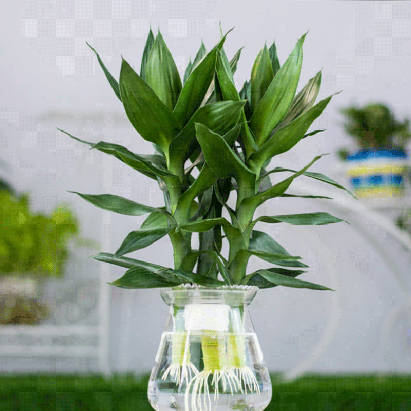 新品女王竹富贵竹盆栽水培绿植办公室内网红花桌面景观大叶观音竹,鲜花速递/花卉仿真/绿植园艺,绿植,淘宝优惠券,粉丝福利购,淘宝优惠卷