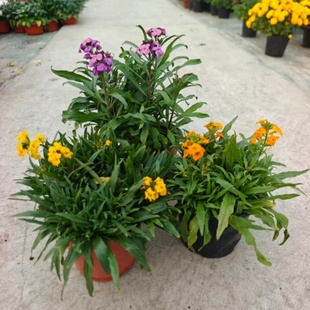 糖芥花盆栽成品大苗冬季室外耐寒耐旱植物花期长11一7月皮实好养