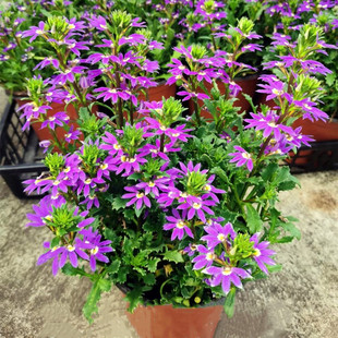 蓝扇花盆栽冬季室外耐寒植物单瓣峰景园艺花卉庭院室内吸甲醛阳台