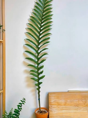 蕨类·净化空气室内吸甲醛