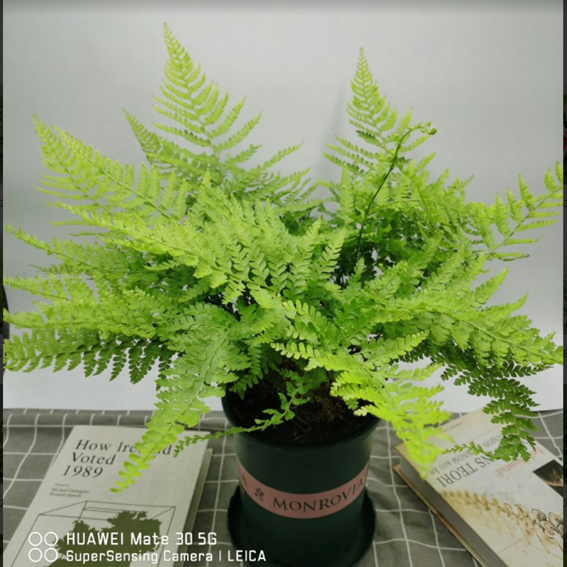 彩虹蕨观叶绿植办公桌蕨类植物客厅防辐射净化空气吸甲醛好养易活