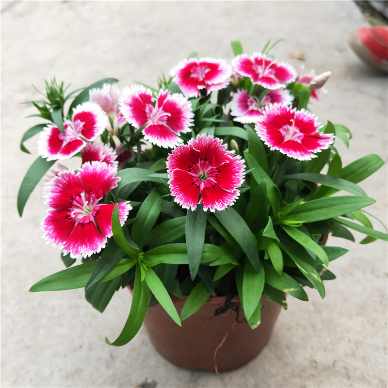 耐寒多年生室外单瓣植物包邮