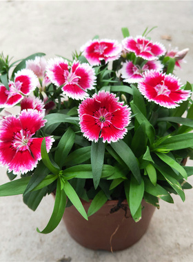 石竹花盆栽春秋耐寒植物多年生室外庭院阳台绿植小苗自立单瓣包邮