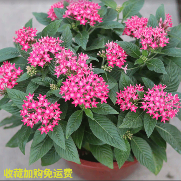 繁星花盆栽苗草本仙丹五星花景观植物夏季耐热易养一件包邮开期长