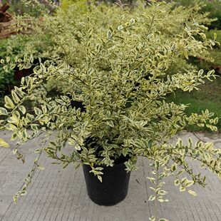 银姬小蜡盆栽花叶香桃木属常绿灌木室外花镜庭院阳台造景耐寒植物