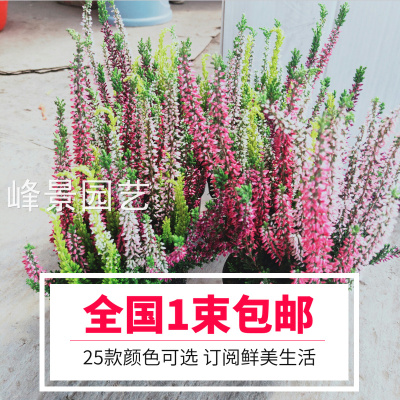 观花欧石楠办公室观赏色彩绚丽