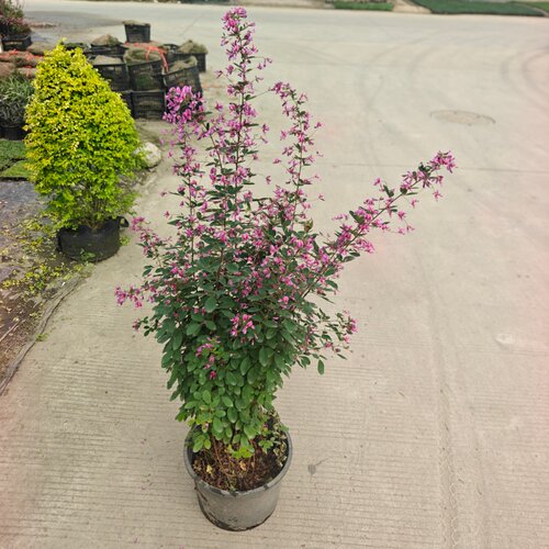 美丽胡枝子耐-25℃粉紫花灌木