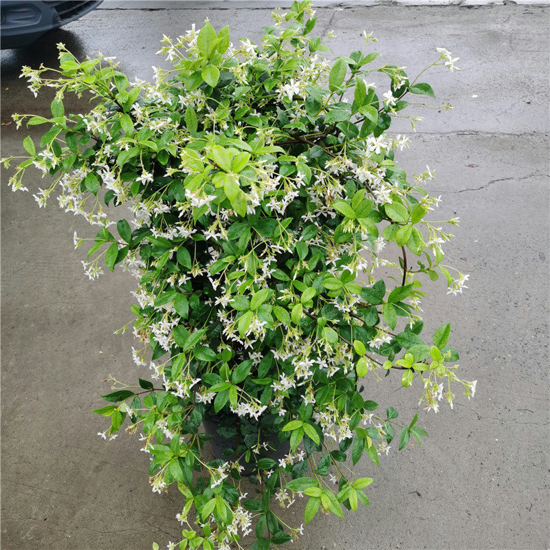 进口浓香型意大利风车茉莉盆栽爬藤植物阳台庭院室外花卉易养包邮
