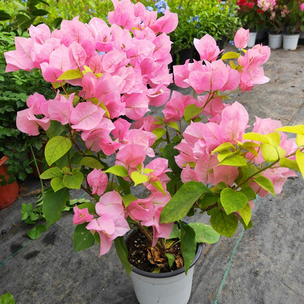 巴西三角梅盆栽大苗爬藤植物庭院阳台老庄多色重瓣四季开花带包邮