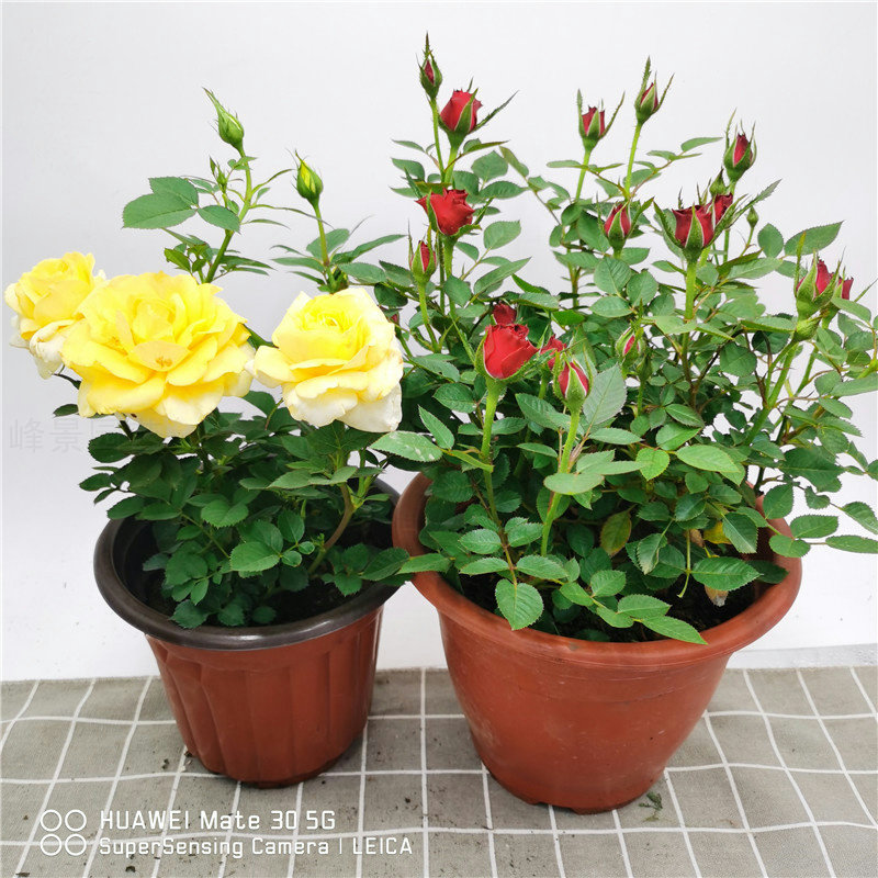 月季盆栽花中皇后浓香型包邮四季庭院观赏植物红粉白黄多色易养活