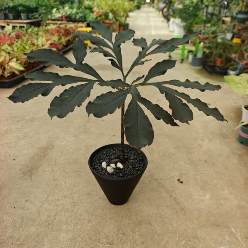 魔芋巫百合盆栽网红ins风粉脉绿植耐阴室内奇异花卉块茎植物