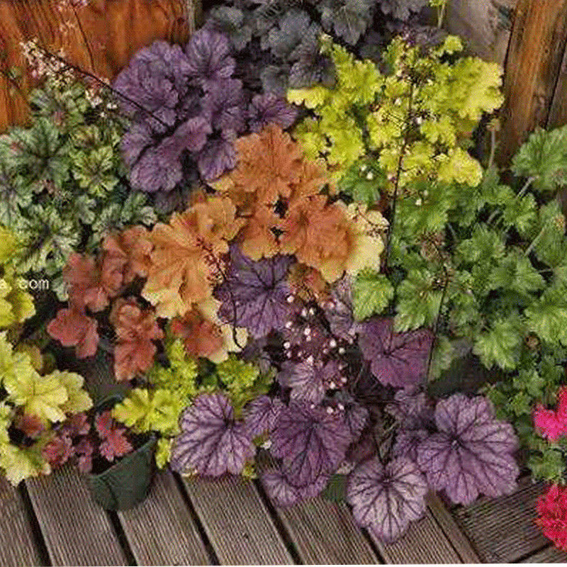 一件包邮矾根紫叶醡浆草盆栽大苗组合阳台花园四季耐寒热观叶绿植