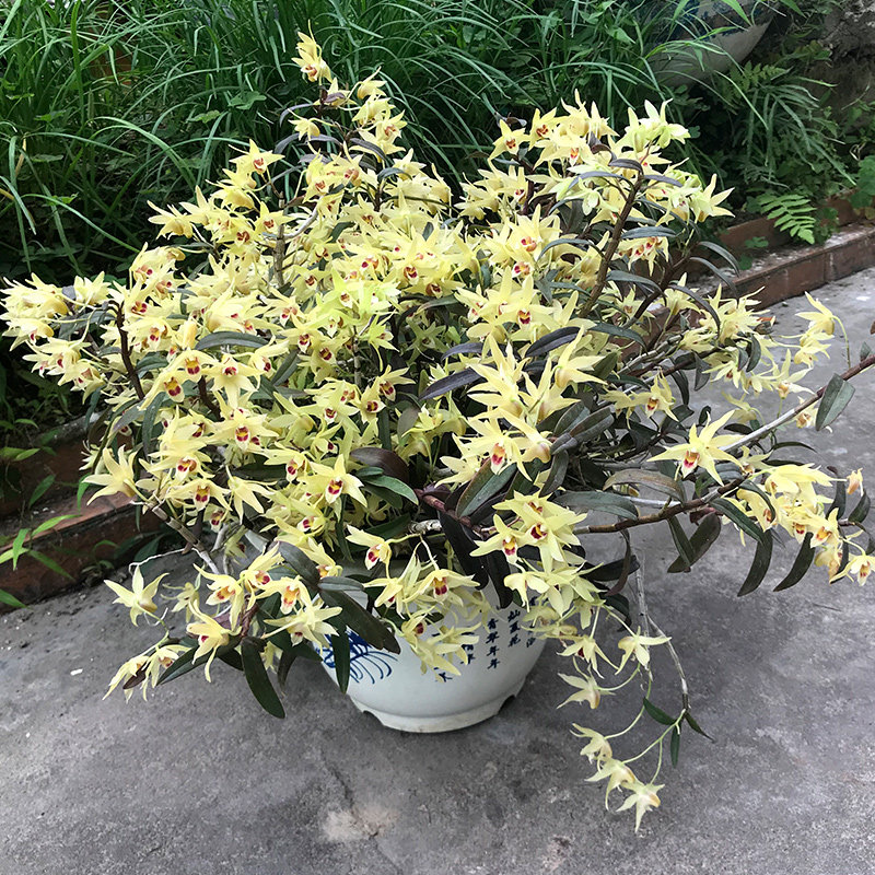 【浙江热销】铁皮石斛三年生原盆原土盆栽种活可食用室内花卉盆景