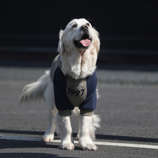 大型犬衣服春秋撞色金毛卫衣防掉毛拉布拉多边牧潮牌网红狗狗衣服