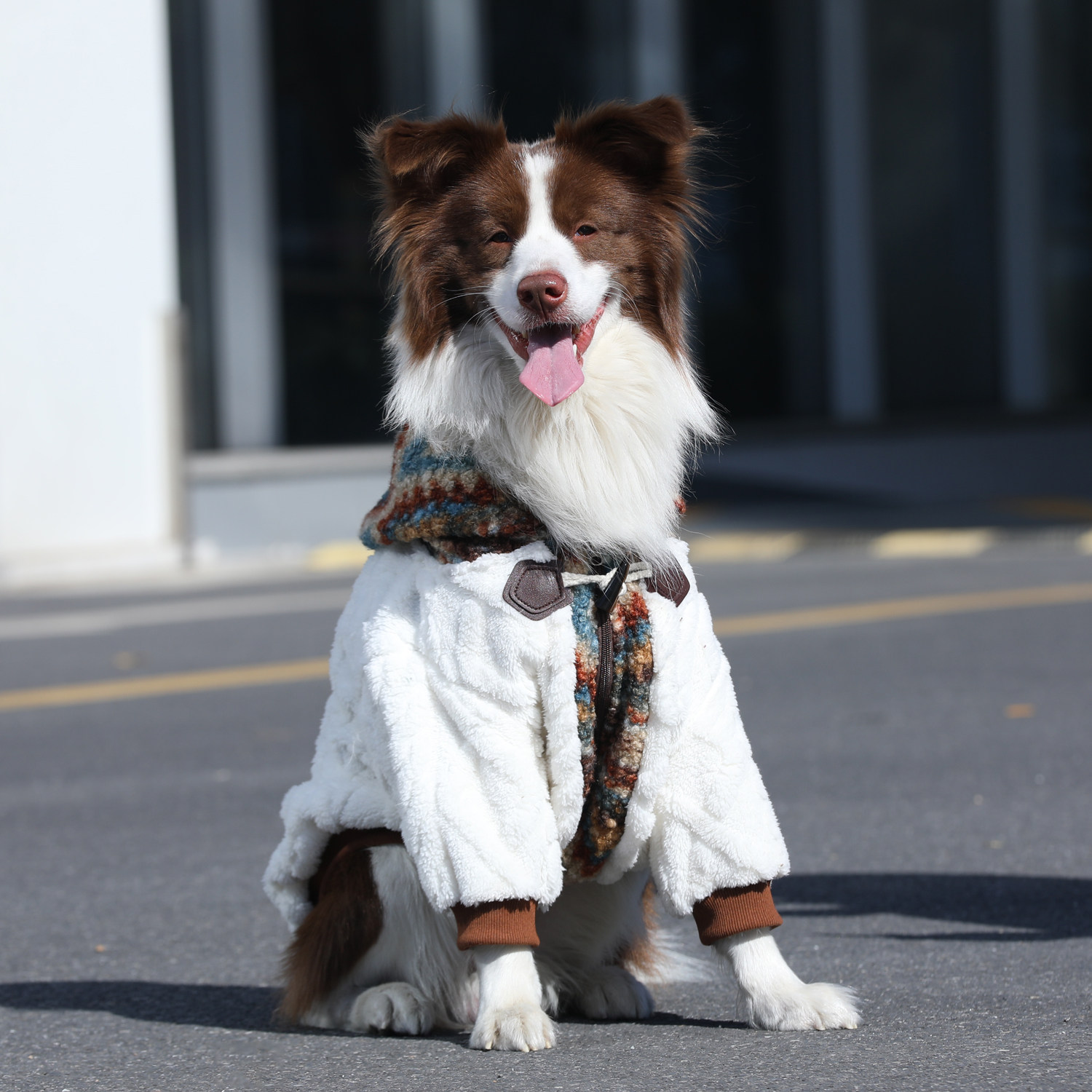 狗狗衣服秋冬加厚保暖宠物狗外套金毛拉布拉多土松边牧大型犬衣服,宠物/宠物食品及用品,狗宠物服装/雨衣,淘宝优惠券,粉丝福利购,淘宝优惠卷