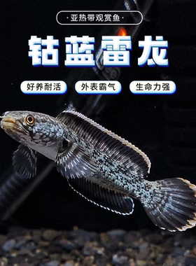 钴蓝雷龙鱼阿萨姆奶茶雷龙 小型雷龙包邮包活 肉食性猛鱼热带鱼
