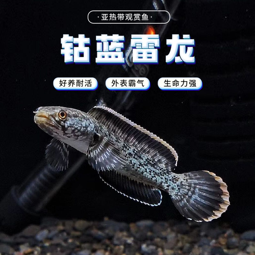 包活肉食性猛鱼钴蓝雷龙鱼