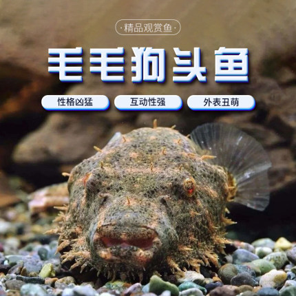 毛毛狗头鱼斑马皇冠淡水河豚潜水艇v字凶热带观赏鱼