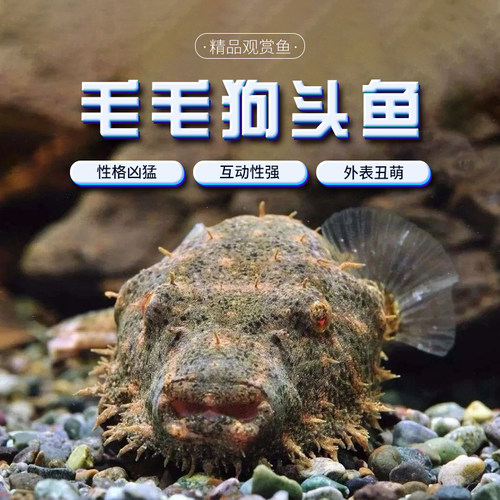 毛毛狗头鱼斑马皇冠淡水河豚