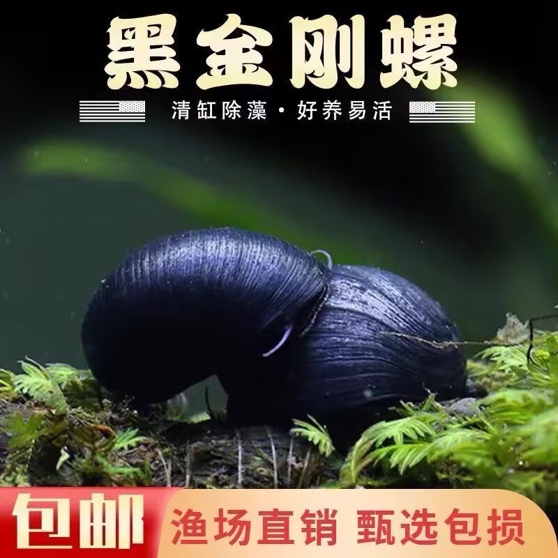 黑金刚螺活体水草缸除藻清洁