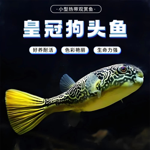 皇冠狗头鱼热带观赏鱼