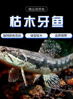 枯木牙鱼橙腹牙鱼活体南美奥黑牙鱼七彩牙鱼加拉辛肉食性猛鱼