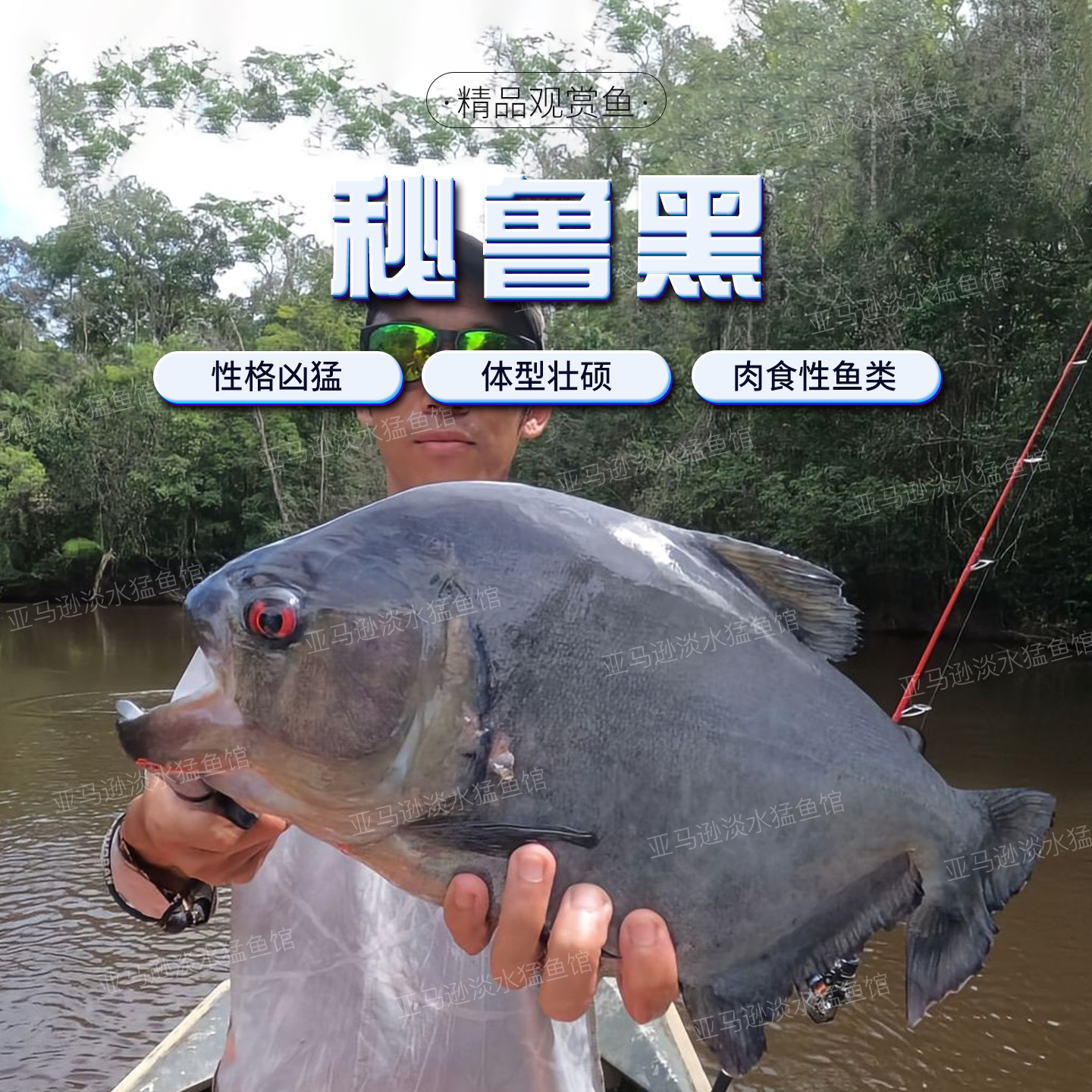 秘鲁黑食阿拉瓜托坎廷斯艾伦辛古红钻普黑卡提凶猛热带猛鱼