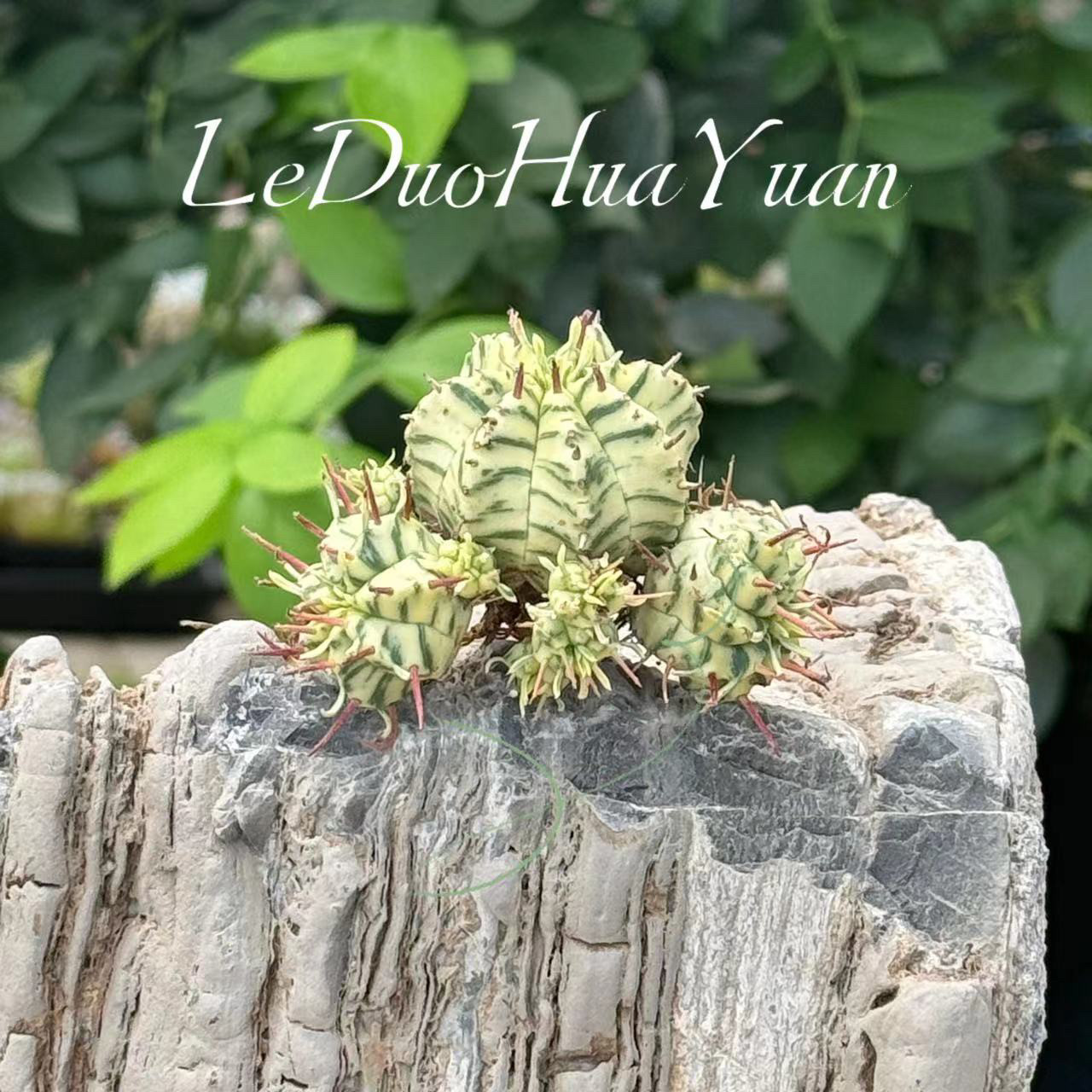 斑马锦魁伟玉实生自然群大戟科一物一拍直播中可以挑选