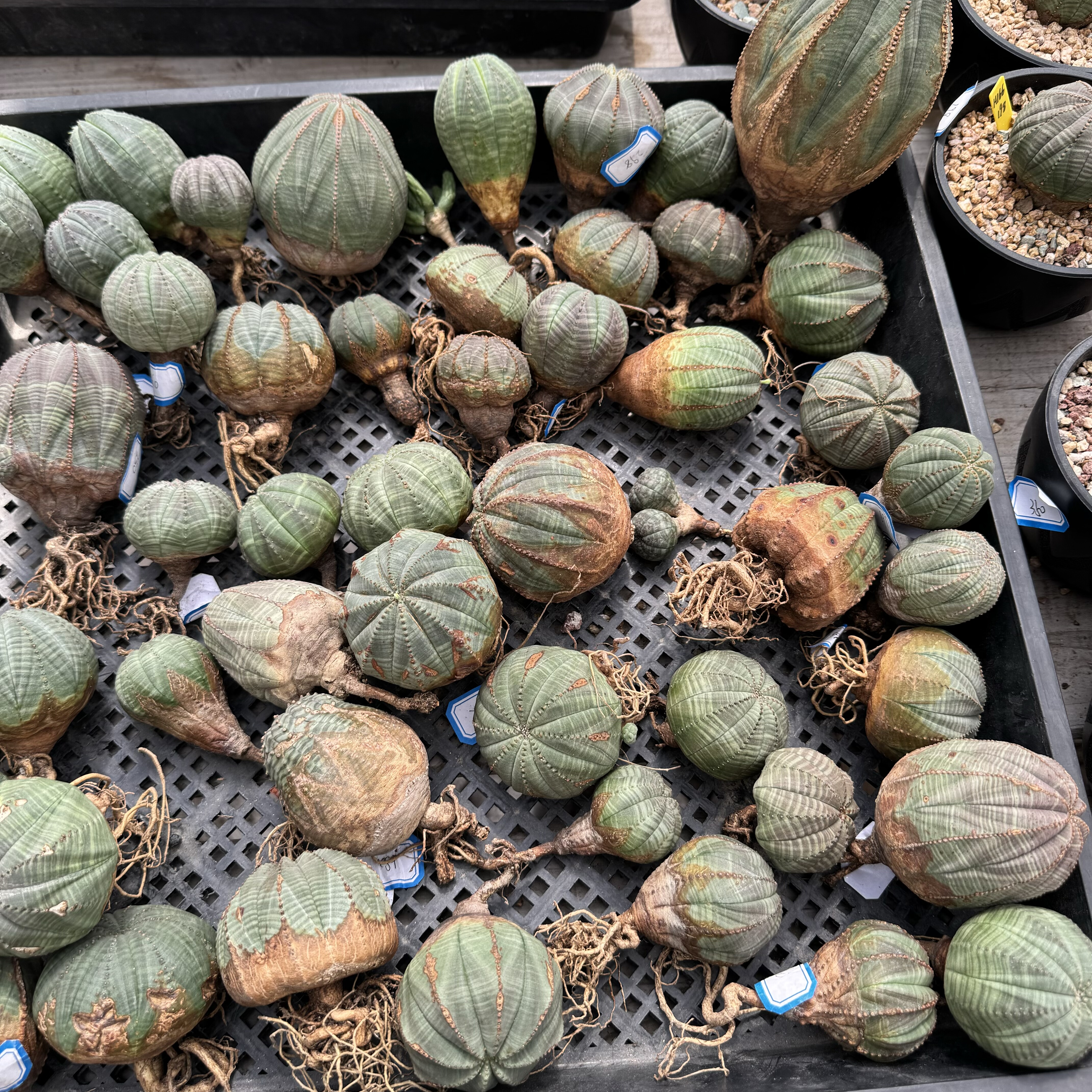 原产地欧系布纹球野生布纹球潮流块根植物实生满绣布纹球直播中