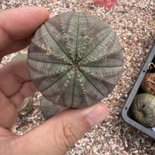 欧系布纹球实生老桩特价