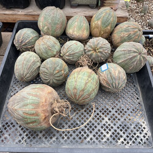 欧系布纹球新鲜到货一物一拍免费寄养